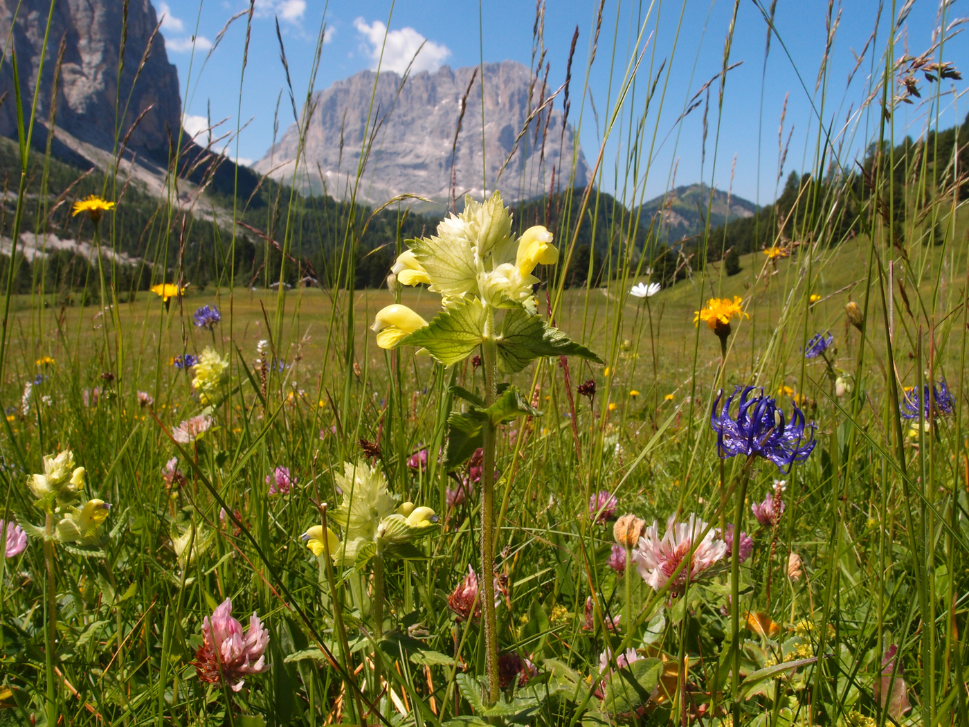  Rattleweed 